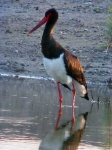image of black_stork