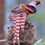 image of bird