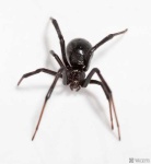 image of black_widow