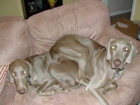 image of weimaraner