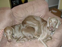 image of weimaraner #12