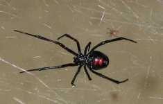 image of black_widow