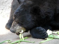 image of american_black_bear
