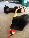 image of schipperke
