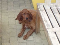 image of irish_setter #26