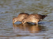 image of dowitcher