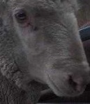 image of animal