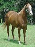 image of sorrel