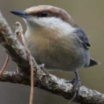 image of crested_nuthatch #32