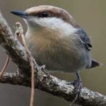 image of bird