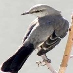 image of bird