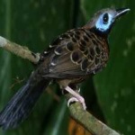 image of bird