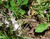 image of animal