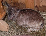 image of animal