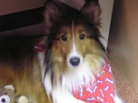 image of shetland_sheepdog
