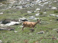 image of animal