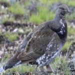 image of bird