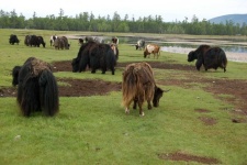 image of animal