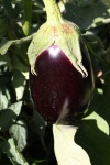 image of eggplant #0