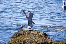 image of pelican