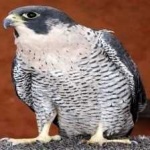 image of bird