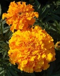 image of flower