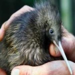 image of bird
