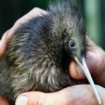 image of bird_kiwi #17