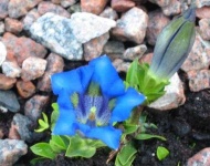 image of flower