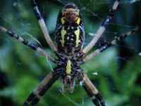image of black_and_gold_garden_spider #0