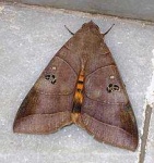 image of moth #22