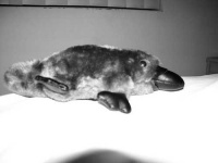 image of platypus