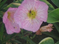 image of flower
