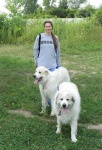 image of great_pyrenees
