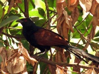 image of coucal #21