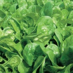 image of spinach #9