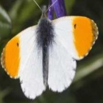 image of orange_butterfly #21