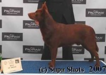 image of kelpie