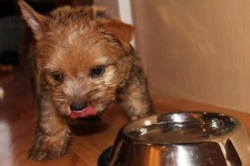 image of norwich_terrier