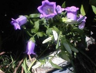 image of flower