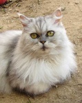 image of animal