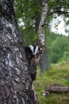 image of badger