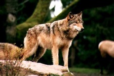 image of timber_wolf