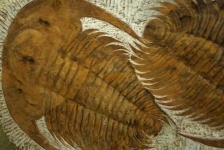 image of trilobite