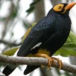 image of enggano_myna #17