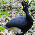image of bird