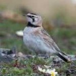 image of bird
