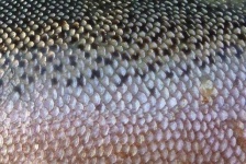 image of texture