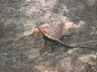 image of agama