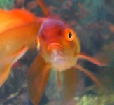 image of goldfish